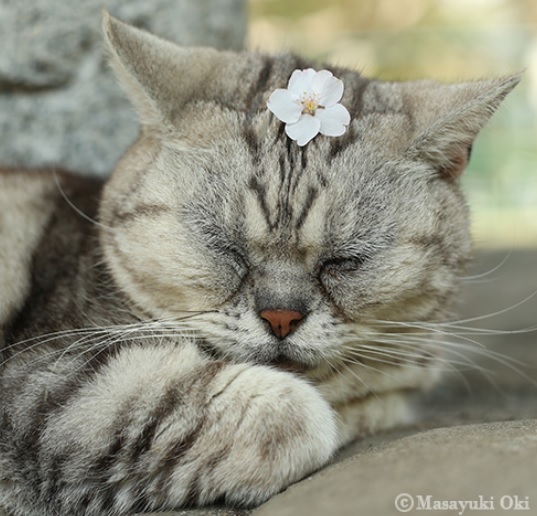沖昌之wikiプロフィールとネコ写真家となった人生を変えたネコとは 今時のアラウンドフォーティ