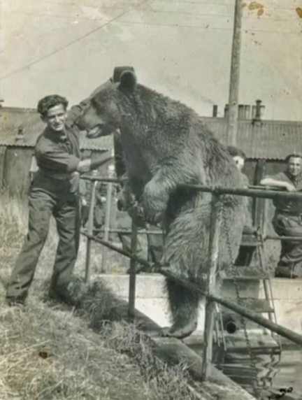 戦争に行ったクマの ヴォイテク はポーランド軍の英雄兵士 切ない感動物語 今時のアラウンドフォーティ